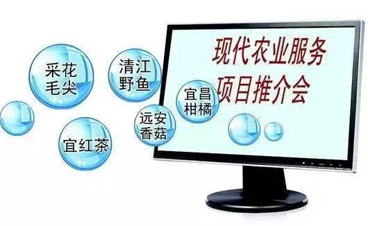 又到柑橘成熟季 湖北宜昌借力電商，破解銷售難題